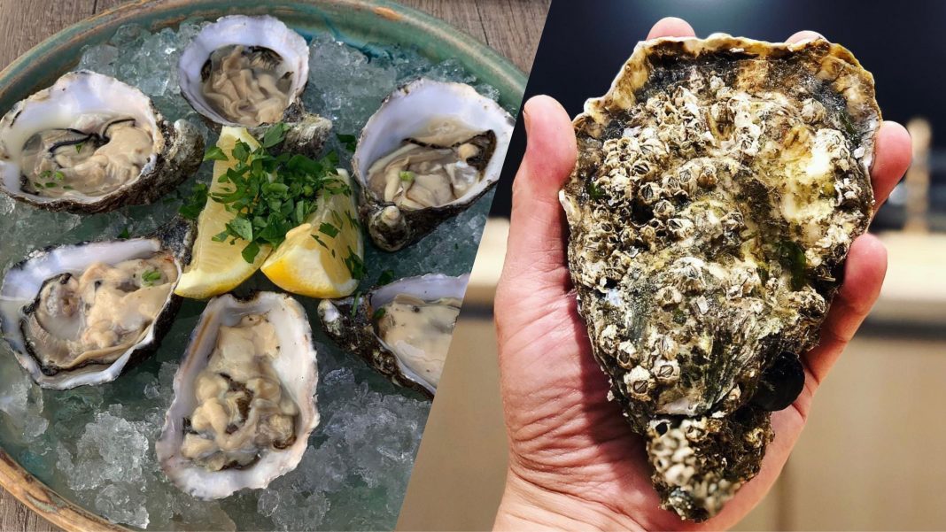 oyster season cork