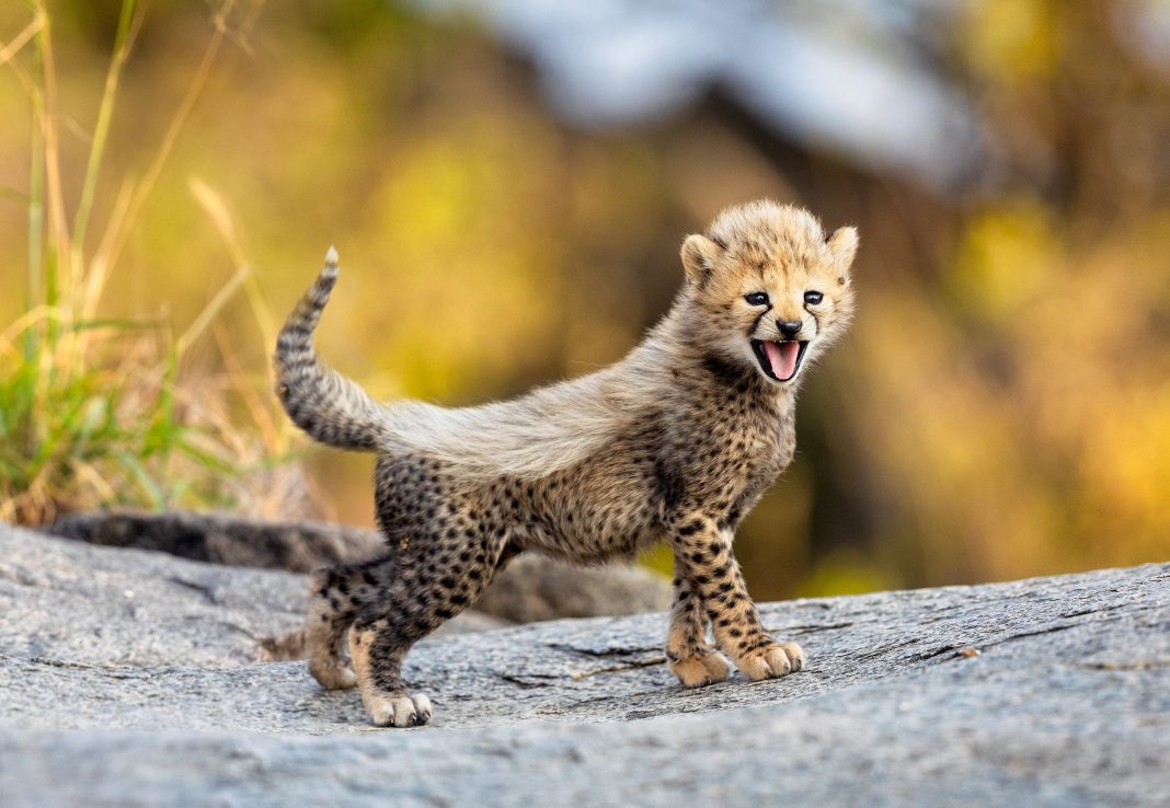 cheetah cubs fota