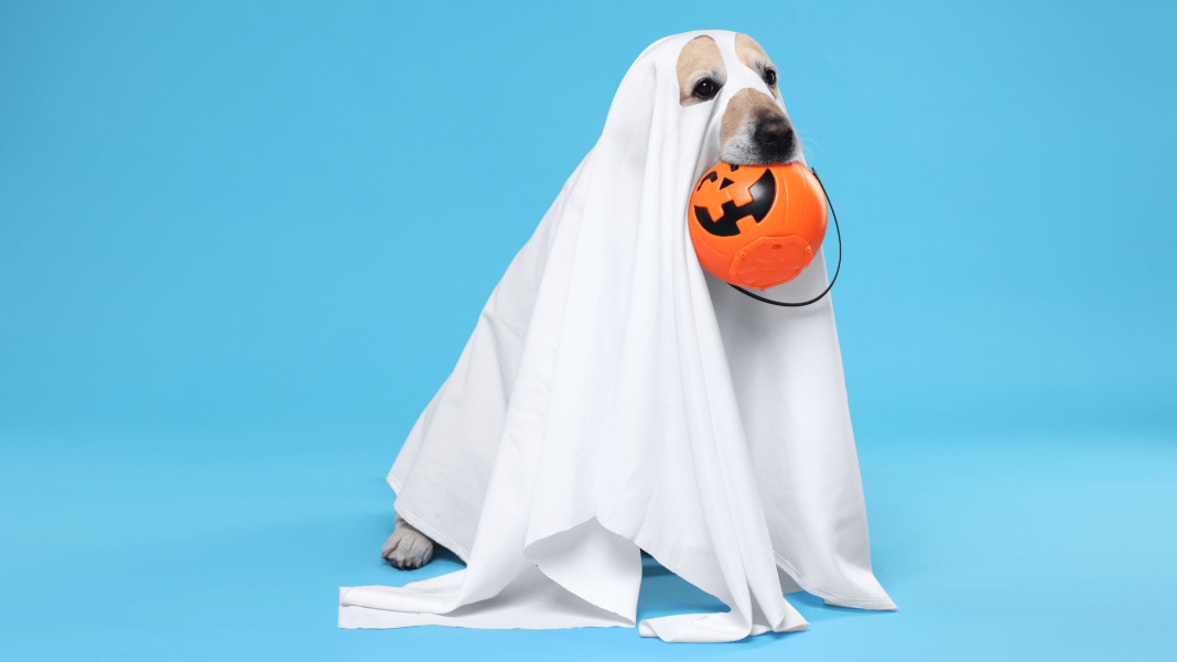 halloween dog